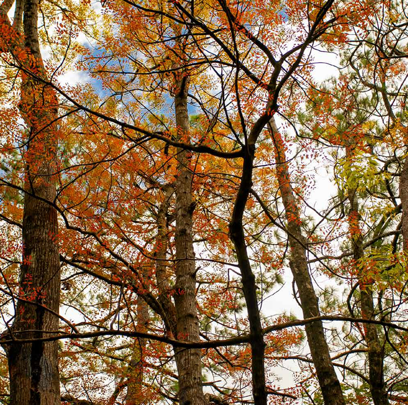 Trees at the Angat Dam watershed in Bulacan. SMC Global Power operates the 218 MW Angat Dam hydroelectric power plant